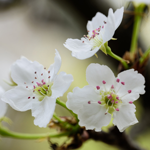 鲁鲁网视频在线
